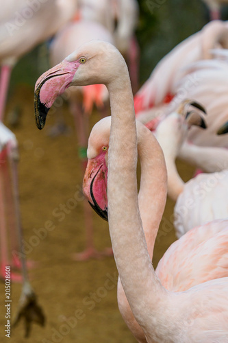 Couple of greater flamingos standing in water. (Phoenicopterus roseus)