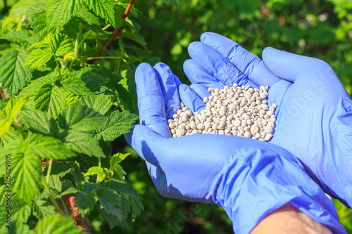 Farmer hands in rubber gloves giving chemical fertilizer to bushes of raspberries