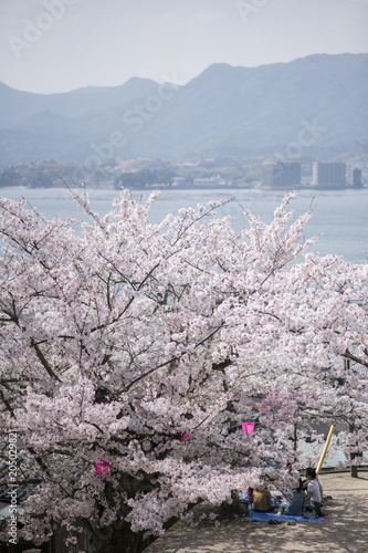 宮島の桜

