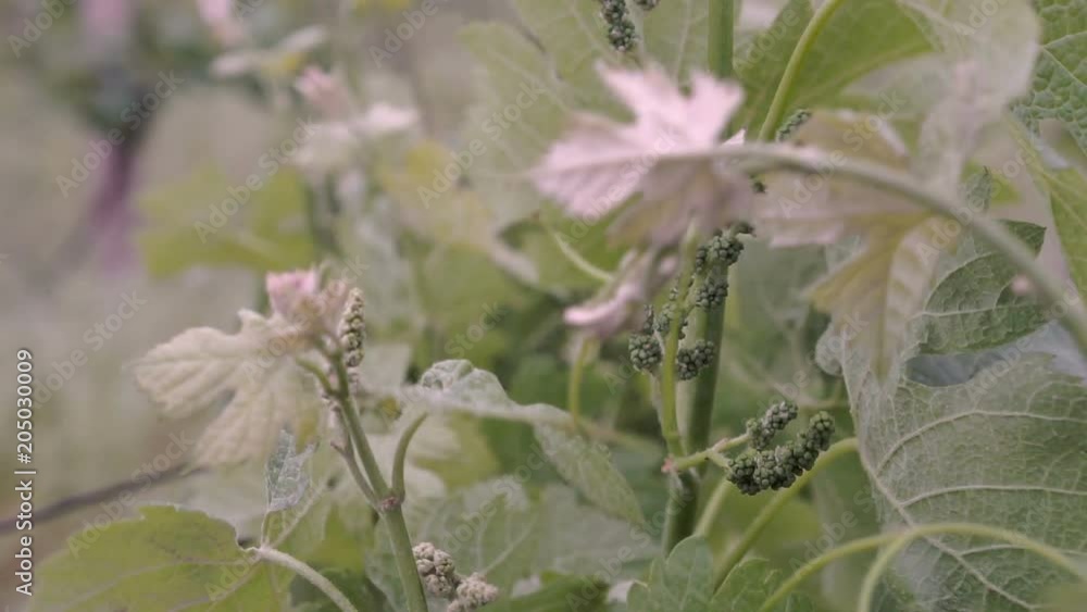 Macro close up shot of young wine leaves in wind.