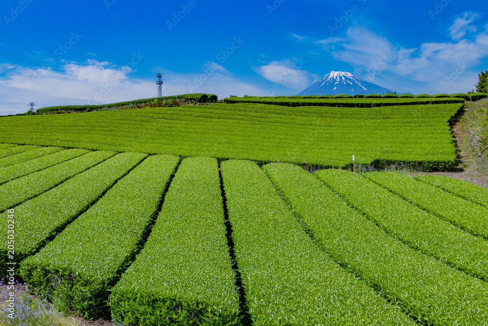 静岡県富士市　富士山と茶畑