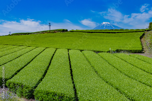 静岡県富士市 富士山と茶畑