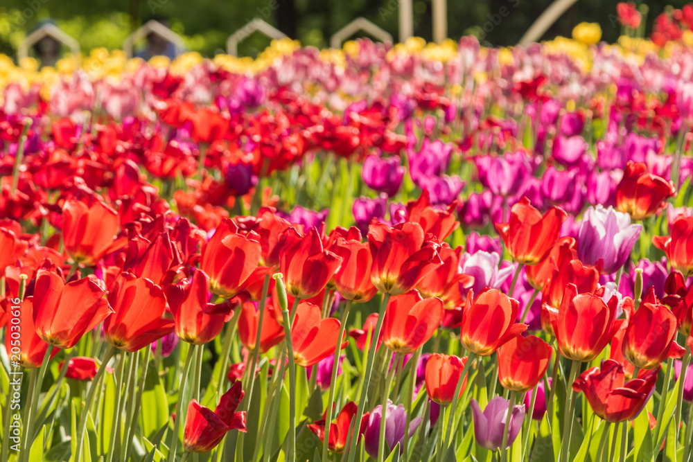 Beautiful spring , multi-colored tulips planted. Beautiful spring , multi-colored tulips planted.
