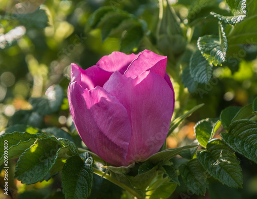 rose bud. close up