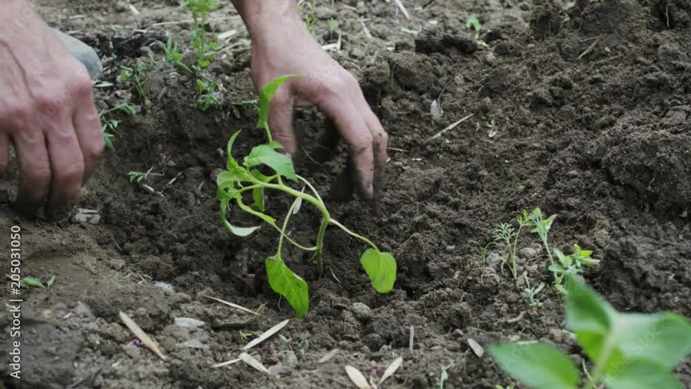 Elderly woman hands gently planted seedlings in the garden Elderly woman hands gently planted seedlings in the garden