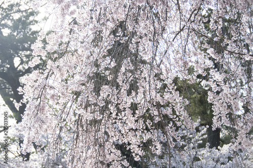 宮島の桜 