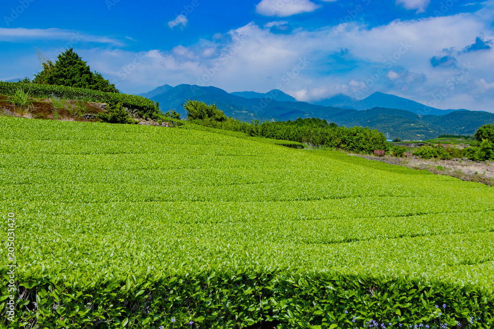 静岡県富士市 富士山と茶畑 静岡県富士市 富士山と茶畑
