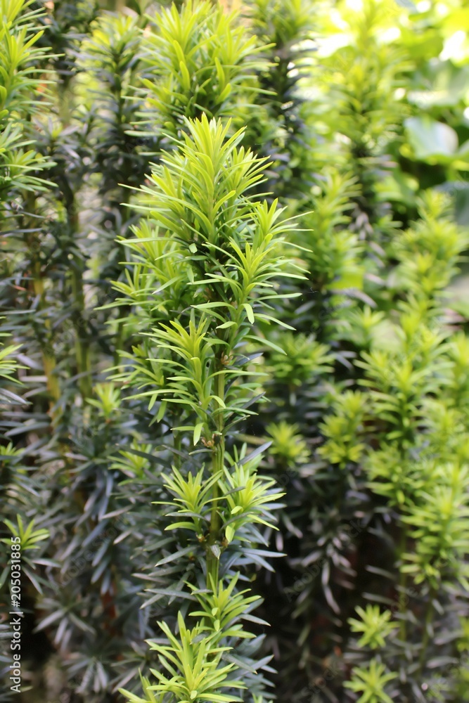 New Branch of Taxus, Bright Green in Spring