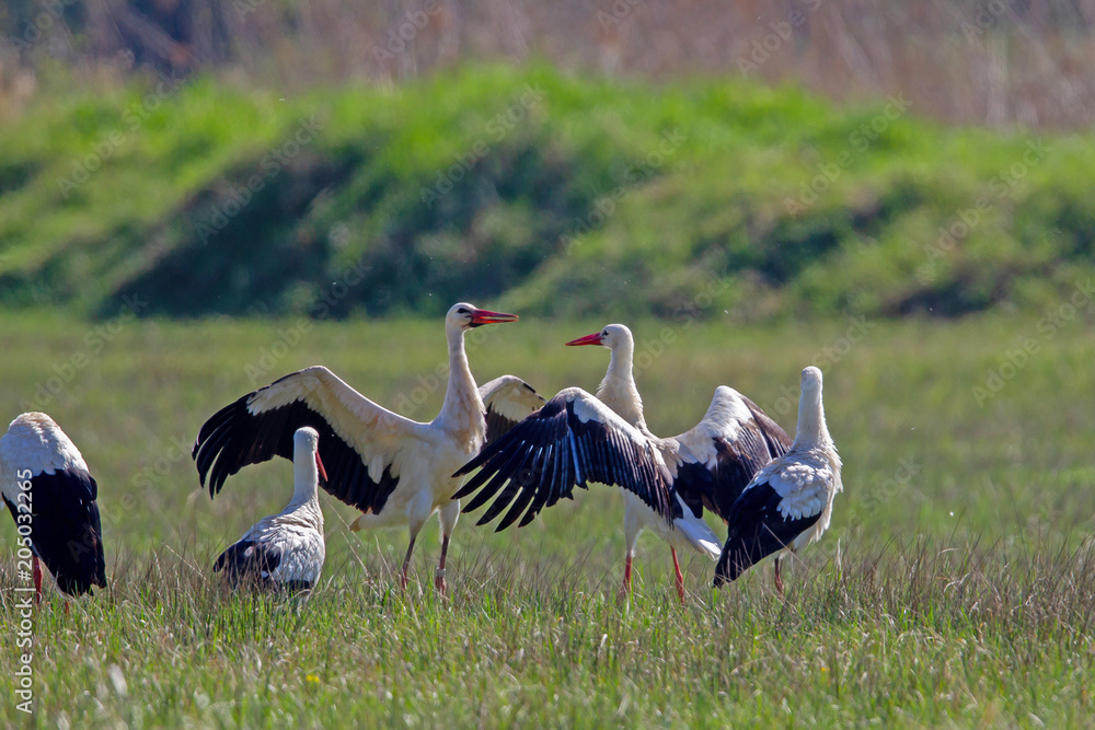 Obraz premium Weißstörche (Ciconia ciconia)