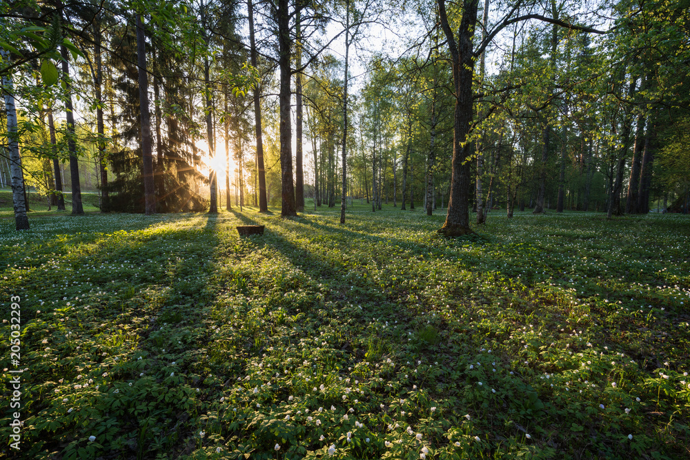 Lush foliage at the Piikahaka greenspace and meadow in Tampere, Finland, at sunrise in the summertime.