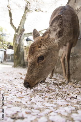 宮島の桜と鹿
