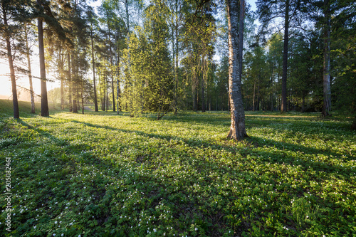 Lush foliage at the Piikahaka greenspace and meadow in Tampere, Finland, at sunrise in the summertime. photo