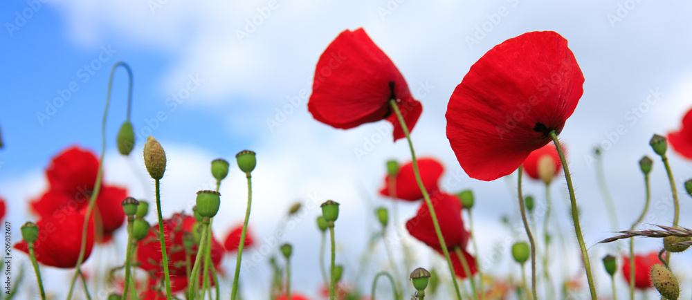 Obraz premium Maki na tle nieba.