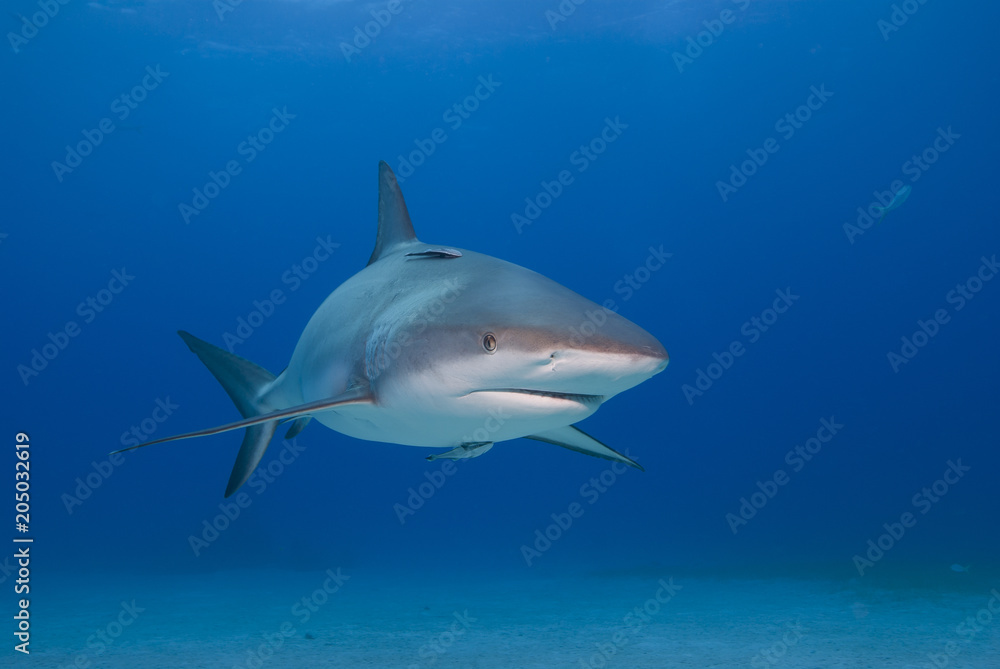 Caribbean reef shark with open mouth from the front in clear blue water