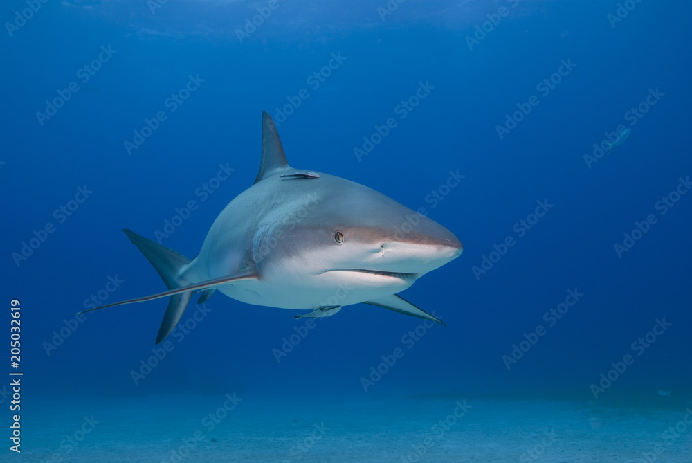 Caribbean reef shark with open mouth from the front in clear blue water Caribbean reef shark with open mouth from the front in clear blue water