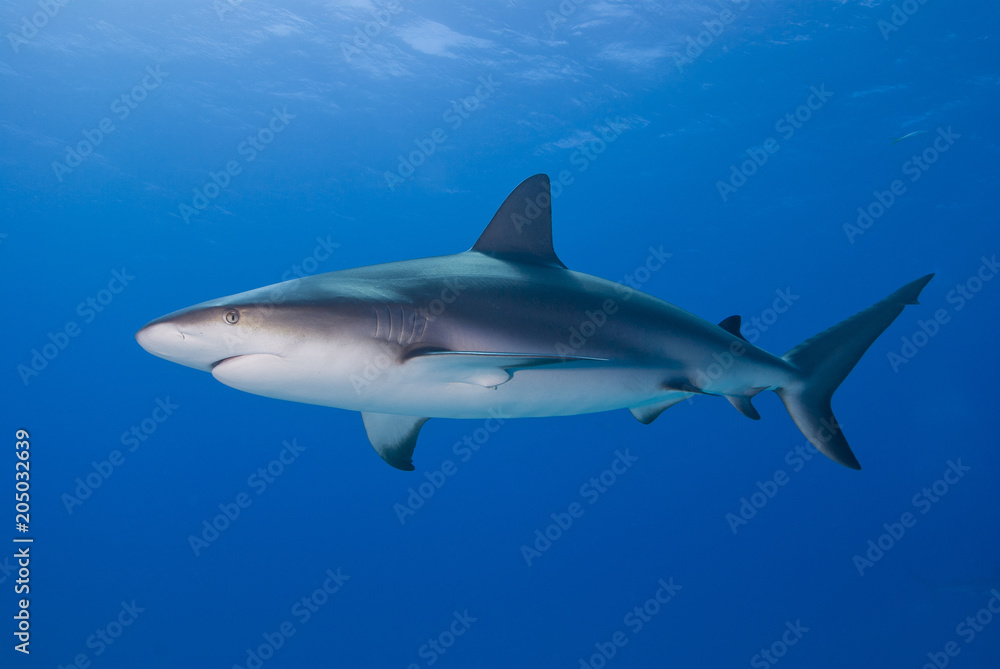 Caribbean reef shark bottom up from the side in clear blue water