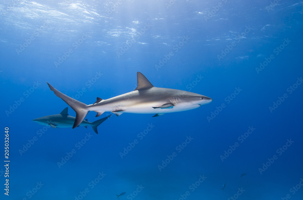 Caribbean reef shark in clear blue water with other sharks and sun in the background