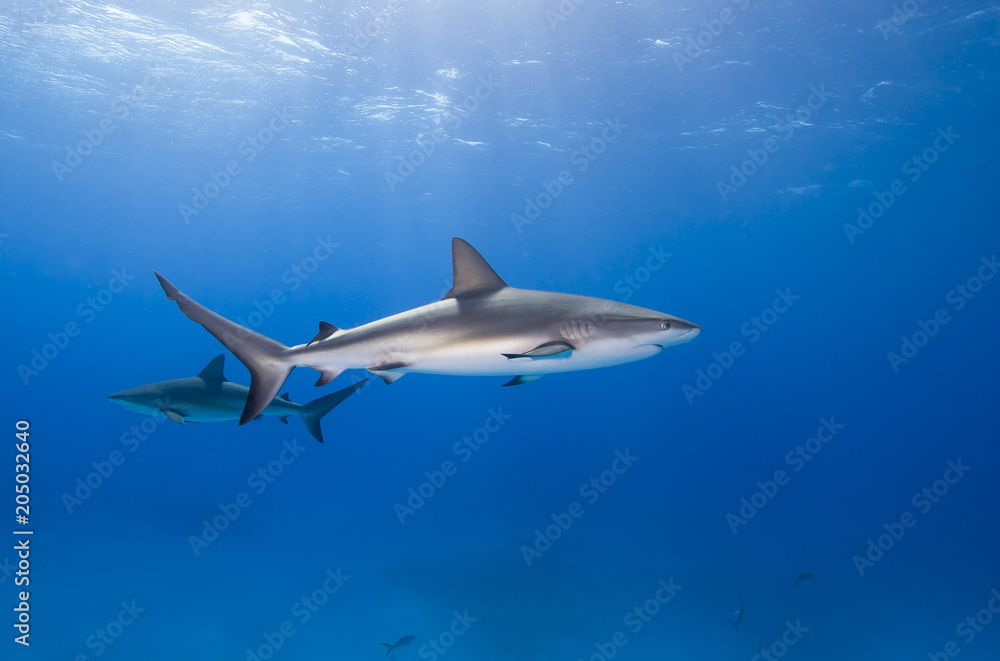 Naklejka premium Caribbean reef shark in clear blue water with other sharks and sun in the background