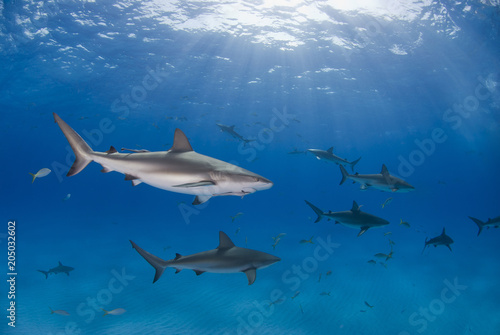 Caribbean Reef Sharks in clear blue water with sun in the background