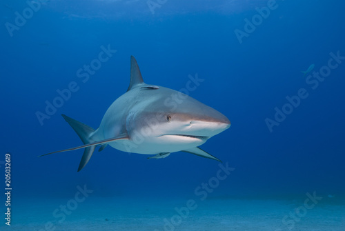 Caribbean reef shark with open mouth from the front in clear blue water © VisionDive