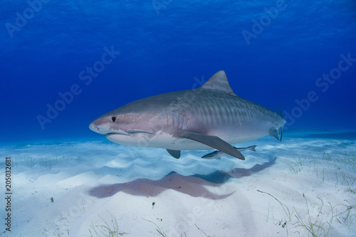 Tiger shark with shadow on the sand close to the ground in clear blue water