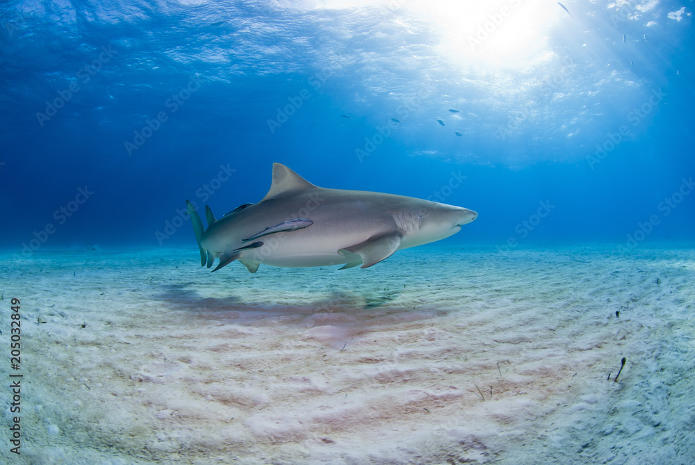 Fototapeta premium Lemon Shark close to the sand with sun in the background in clear blue water