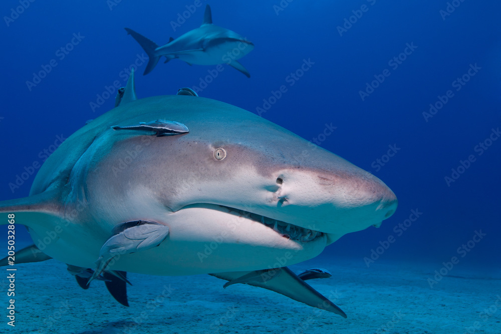 Lemon shark from the front showing sharp rows of teeth Lemon shark from the front showing sharp rows of teeth