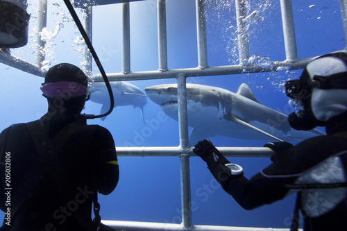 Great white sharks with scuba divers in a diving cage