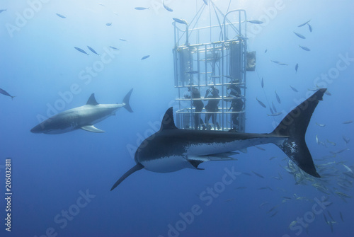 Great white sharks in front of a diving cage with scuba divers
