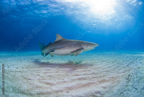 Lemon Shark close to the sand with sun in the background in clear blue water