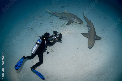 Lemon sharks with videographer / photographer in the dusk