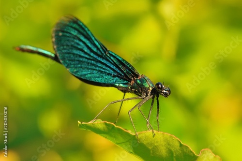 The beautiful demoiselle (Calopteryx virgo) sitting on the green leaf near water. Beautiful blue, green glossy dragonfly perched on the green leaf with green and yellow background.