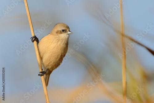 Young Eurasian Penduline-Tit (Remiz pendulinus) perched on a stalk of thereed photo