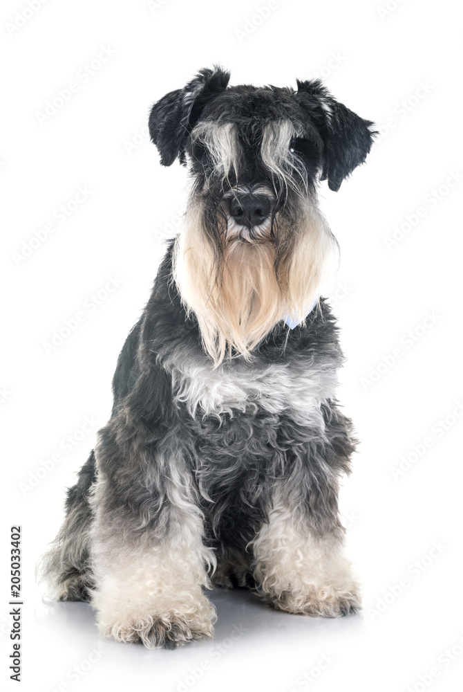 miniature schnauzer in studio