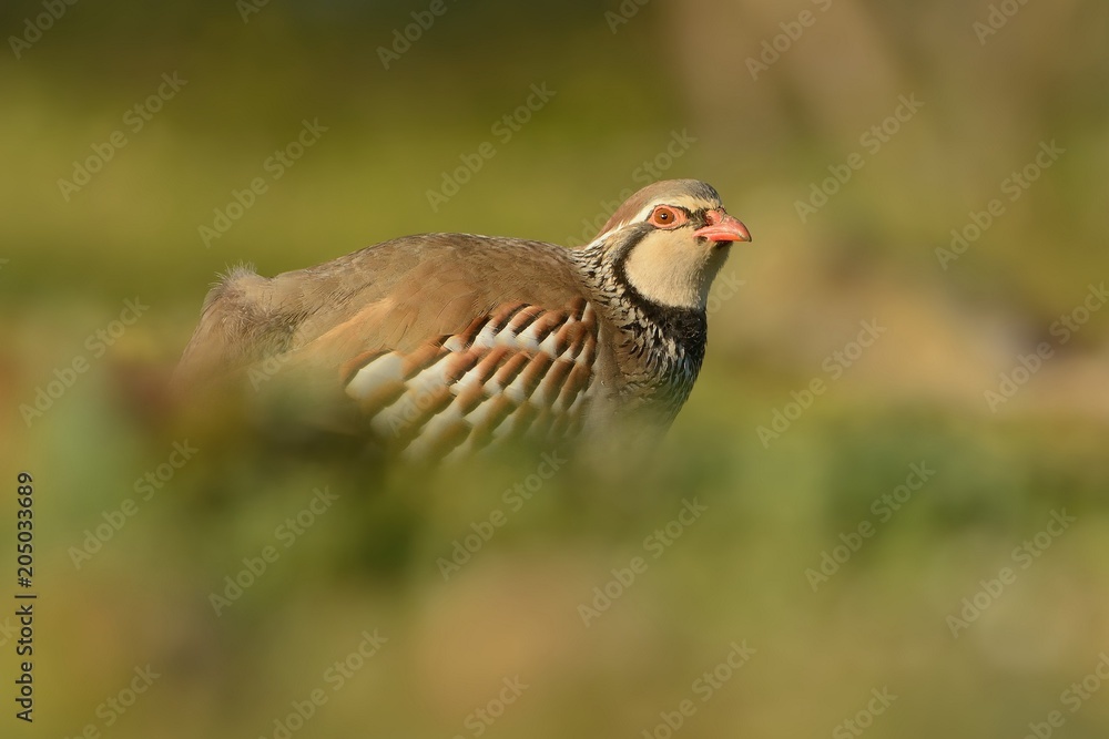 Red-legged Partridge (Alectoris rufa) on a meadow Red-legged Partridge (Alectoris rufa) on a meadow
