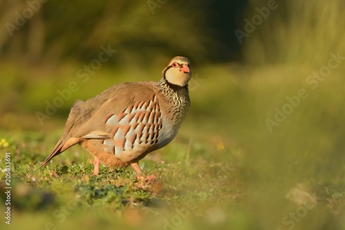 Red-legged Partridge (Alectoris rufa) on a meadow