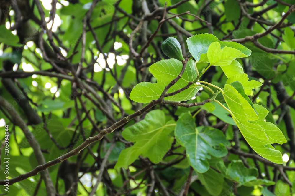 Fig tree (Ficus carica) with unripe green fruits close-up Fig tree (Ficus carica) with unripe green fruits close-up