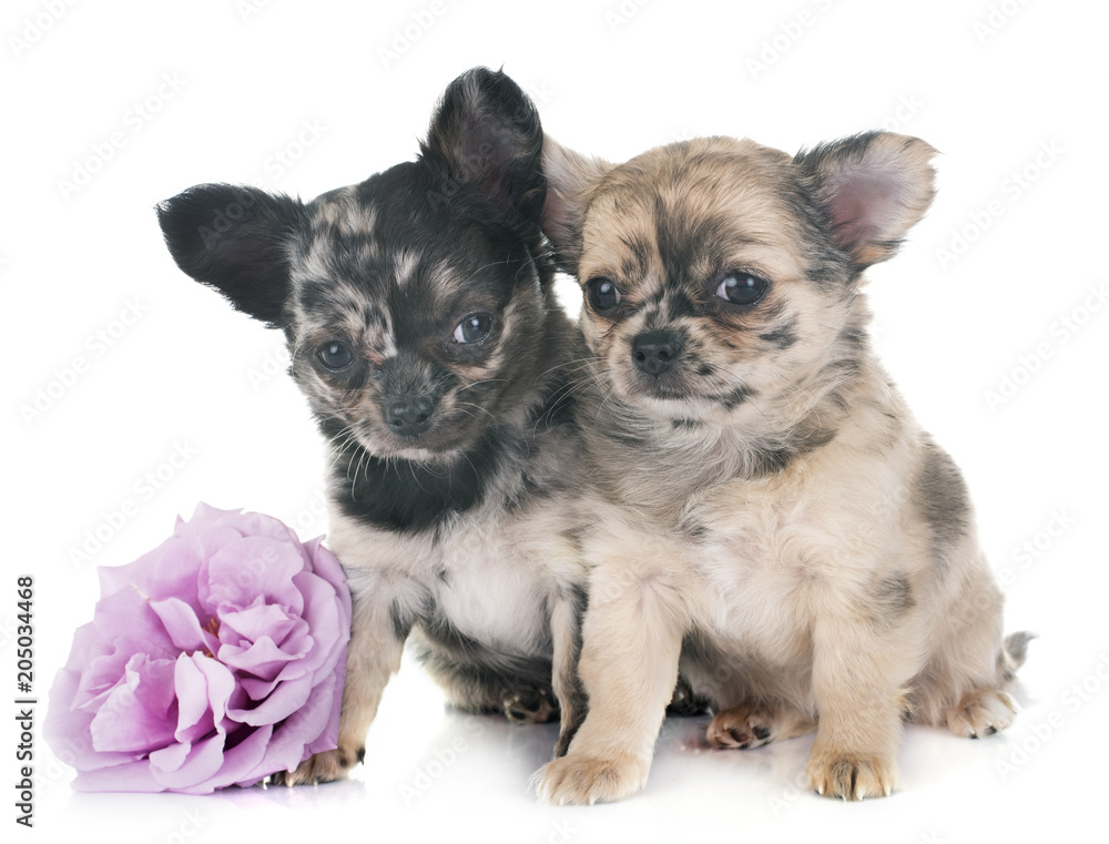 puppies chihuahua in studio puppies chihuahua in studio