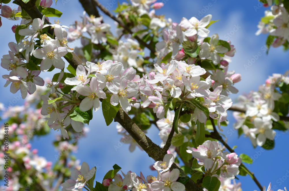Blüten eines Apfelbaumes Blüten eines Apfelbaumes