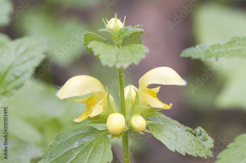 Yellow archangel plant flowers photo