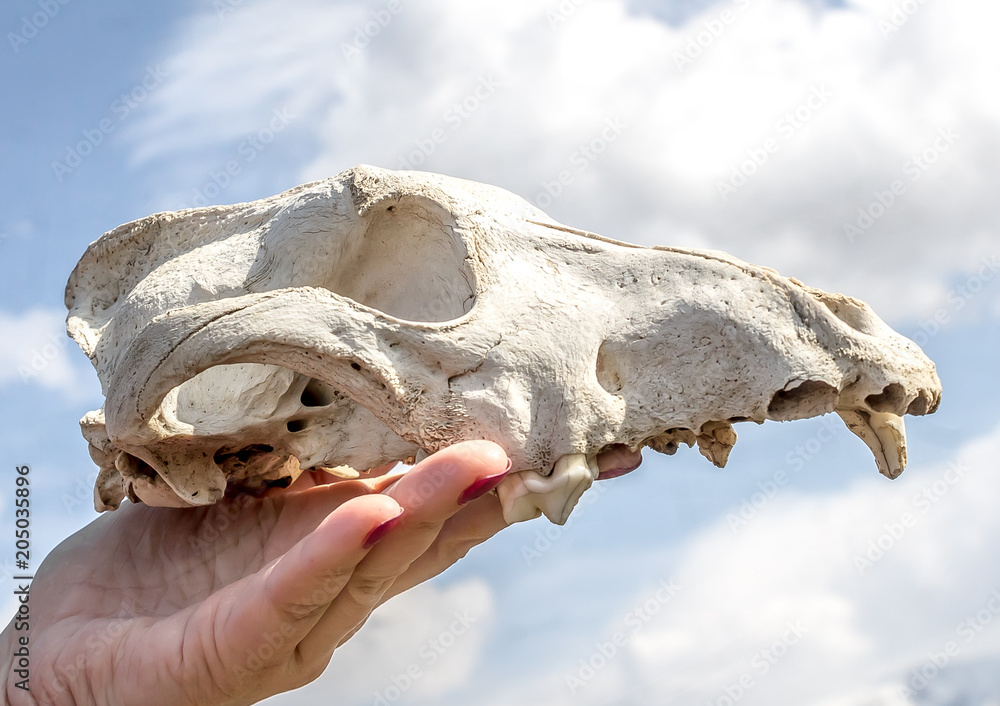 White skull of an animal in nature against the sky White skull of an animal in nature against the sky