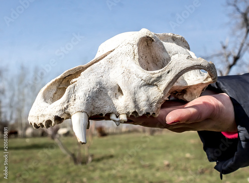 White animal skull in nature