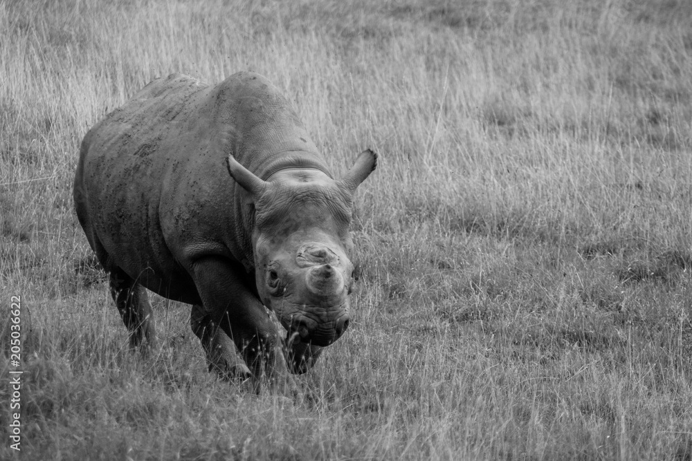Fototapeta premium Eastern Black Rhino