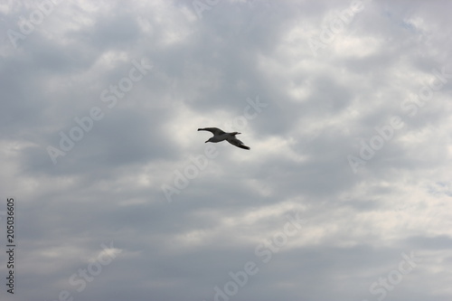 Seagull Clouds Sky