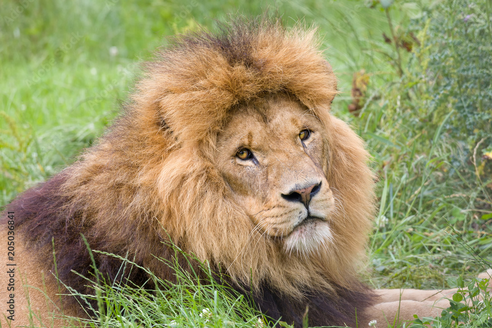 Lion in closeup