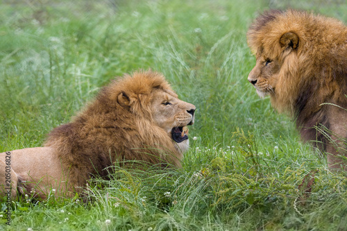 Two male brother African lions