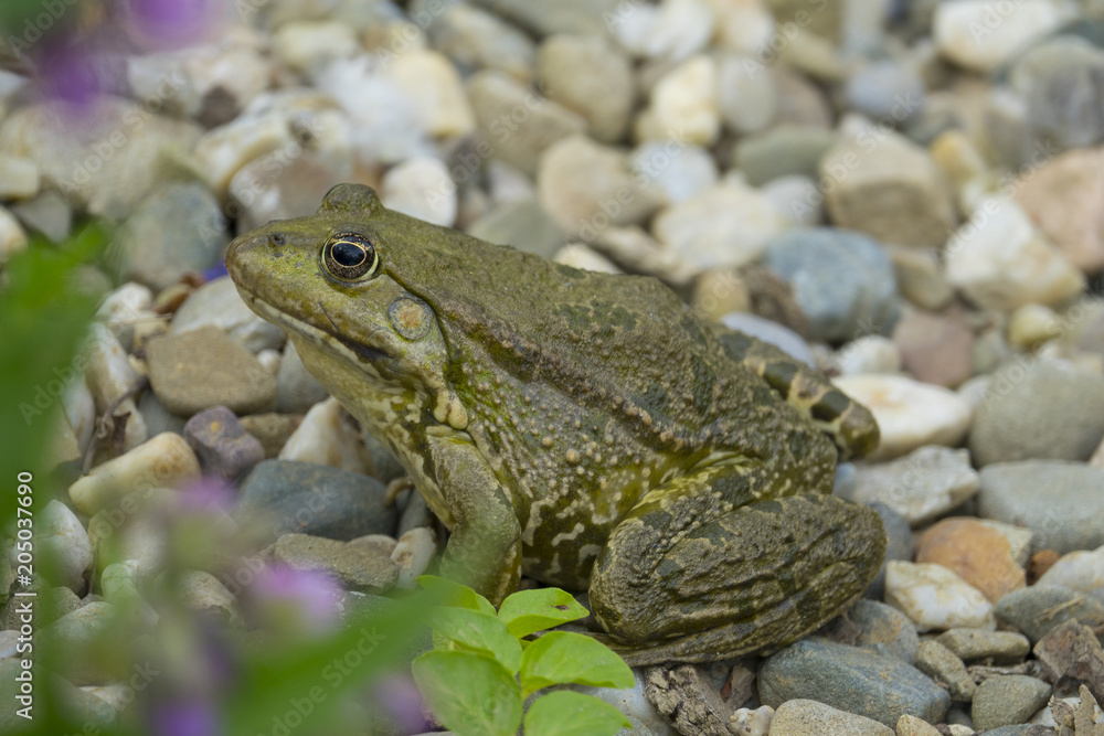 rana esculenta - common european green frog rana esculenta - common european green frog