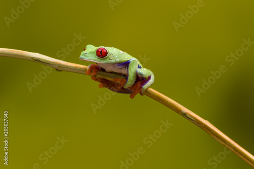 Callidryas Tree Frog