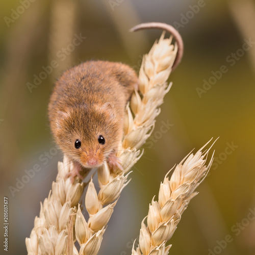 Harvest Mouse climbing