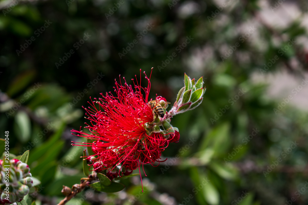 Obraz premium Ape e fiore